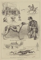 The Waterloo Cup